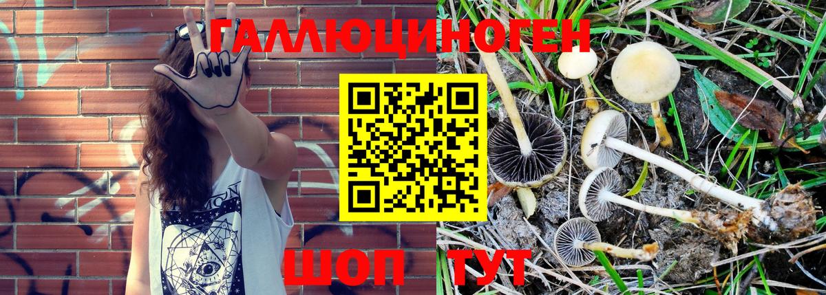 Псилоцибиновые грибы мицелий  Псилоцибиновые грибы Psilocybe  Сибай 